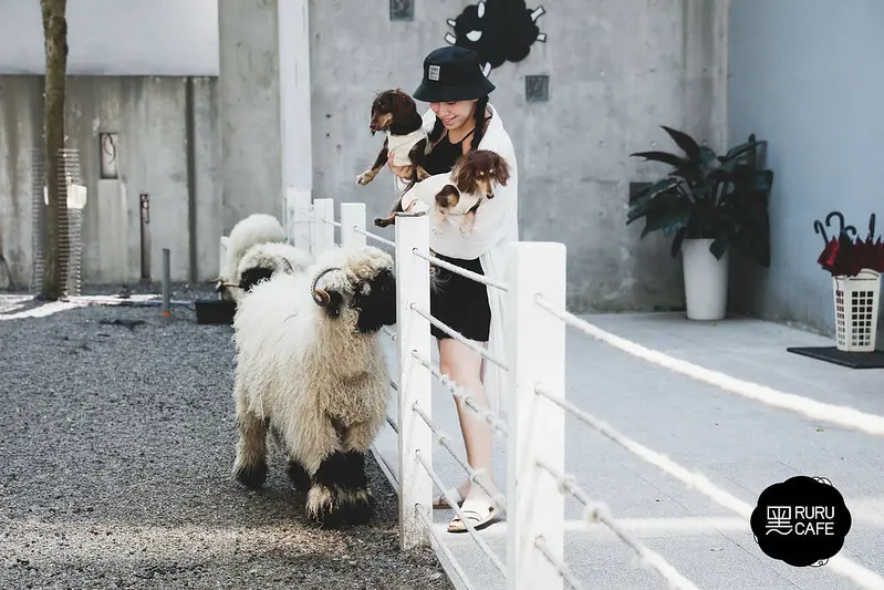 【五結/咖啡店、景點】和笑笑羊本尊零距離接觸，來到宜蘭千萬不能錯過的黑RURU CAFE
