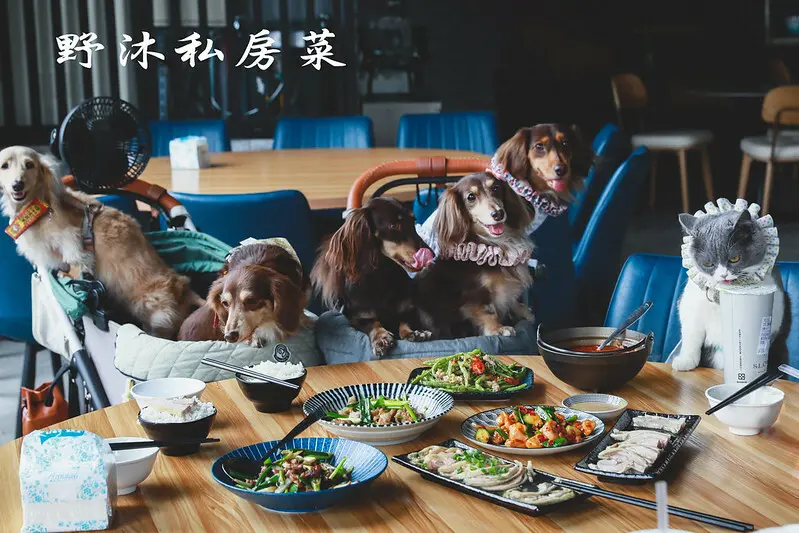 【北屯區/南興北二路】滿心期待卻也滿心失望的寵物友善熱炒店-野沐私房料理