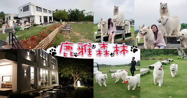 【台中景觀餐廳】鹿雅森林(寵物友善餐廳)，純白色建築在夜晚點燈後看起來更加顯眼，這裡有一群可愛小店長都是白色毛絨絨的薩摩耶犬喔!我們相遇了...。台中寵物友善餐廳