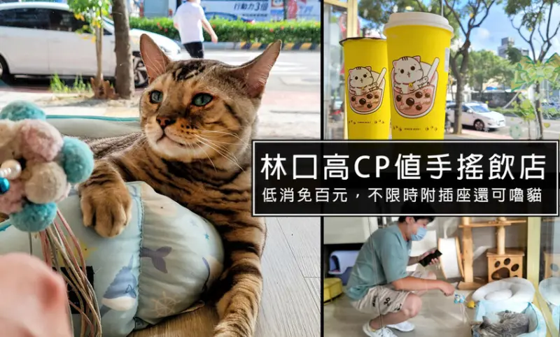 LULU茶飲專賣店-林口不限時提供插座餐廳，可以嚕貓嚕到爽!兩隻超美豹貓超親人，適合家庭親子聚會
