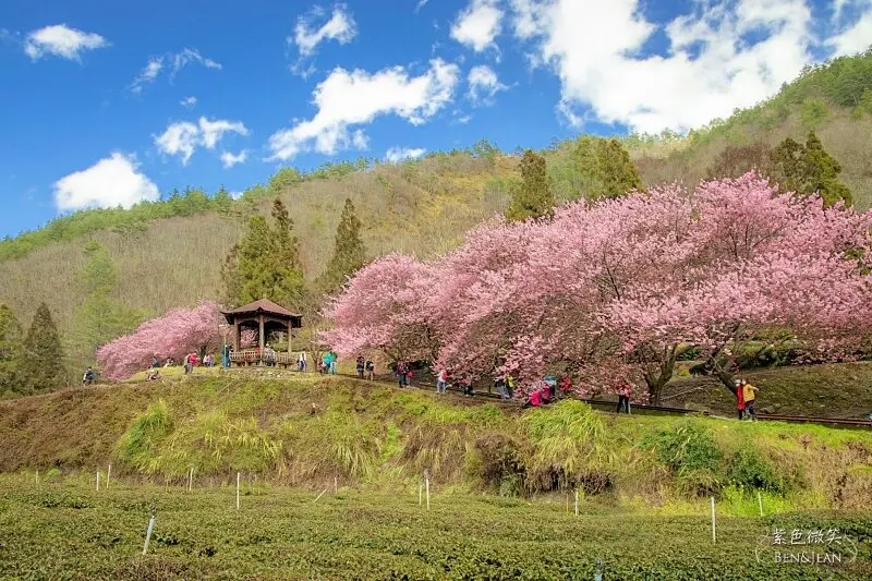 2022武陵農場櫻花季》武陵農場櫻花季~武陵農場賞花一日遊｜精選十處必去如何玩｜即時影像、門票、交通、天