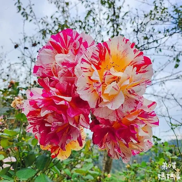 【嘉義】原住民休息站