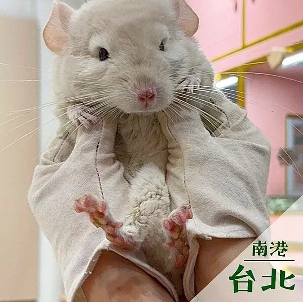 台北市南港區悠悠龍貓咖啡｜南港預約制龍貓咖啡廳推薦 @neru.foodie / 丸の良食