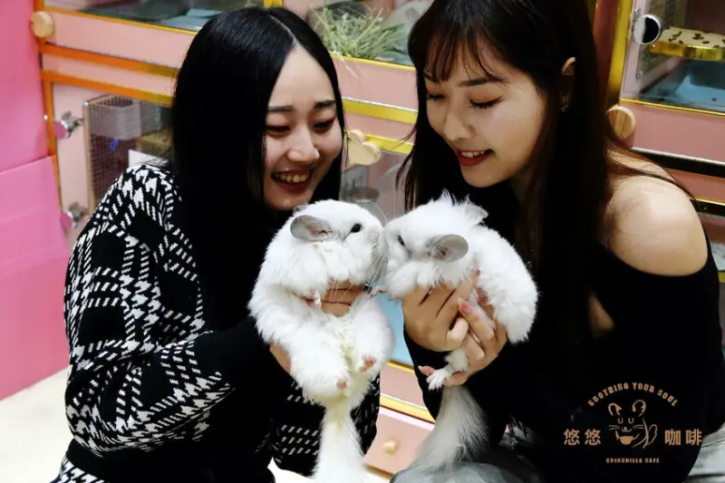 台北市南港區悠悠龍貓咖啡。全台唯一一間龍貓咖啡廳，龍貓卡通本尊活跳跳現身，來嚕來嚕！