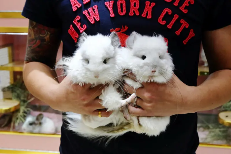  南港特色咖啡廳推薦：悠悠龍貓咖啡 UU Chinchilla Cafe/ WalkerLand窩客島整理提供 未經許可不可轉載