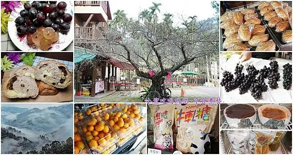 台中新社百年梅花樹/咖啡下午茶手作麵包【鮭魚葡萄木屋烘焙】超甜現摘葡萄。多口味雜糧麵包/自製牛軋糖/在地農特產美食/賞新社梅花隧道停車場