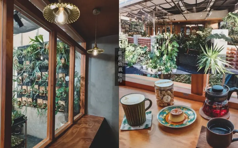 【新竹美食】蕨蕨植栽咖啡店｜新竹森林系咖啡館，滿滿鹿角蕨植栽，不限時咖啡甜點下午茶，鹿角蕨植栽課程 - 貪吃猴的幻想