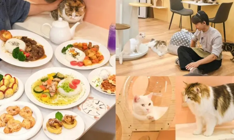 半刻貓·有貓的咖啡館｜高雄新開幕療癒系貓咪餐廳，被貓貓耽誤的隱藏版焦糖巴斯克!  - 肉依小姐吃什麼
