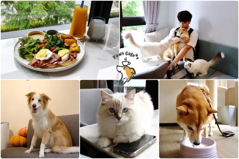 新莊質感美拍韓系咖啡廳新開幕！Paws Cafe寵物友善餐廳，店貓店狗陪坐又可嚕，很chill直接變愛店〜