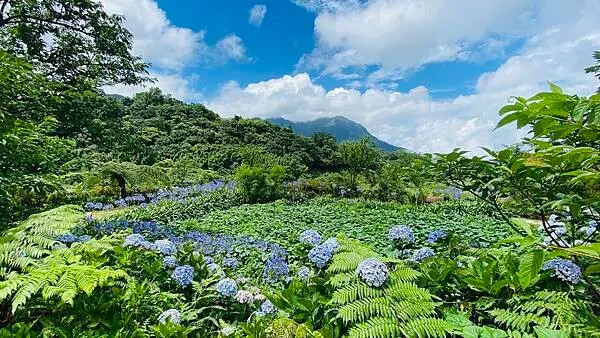陽明山平價景觀餐廳【華之友自然景觀農園】免費愛情花繡球花海秘境/ 隱身在馬槽旁後花園/台北CP值高森林系景觀餐廳
