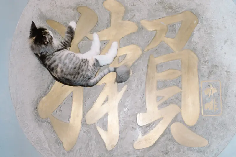 高雄市苓雅區高雄美食 – 獺咖啡 x 有可愛貓店長的溫馨咖啡廳