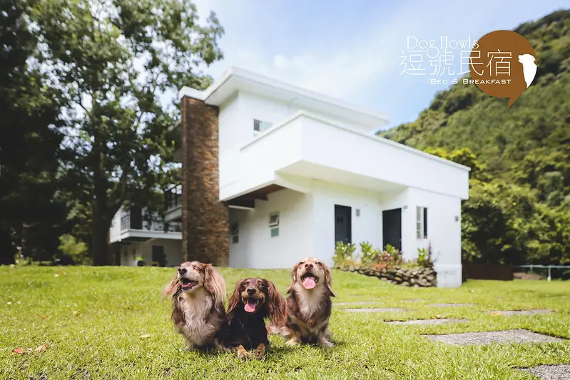 【南庄/住宿】絕無僅有的一房一草皮，苗栗絕對不能錯過的超級寵物友善民宿 DOGHOWLS逗號民宿