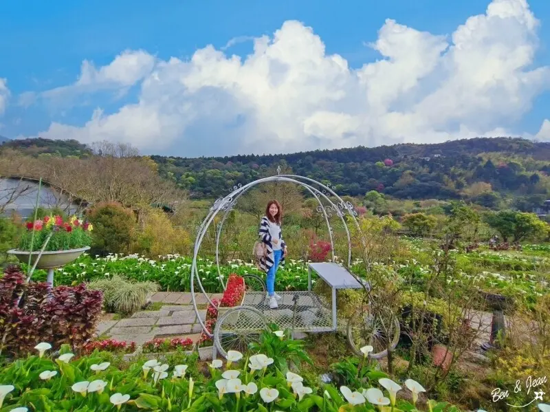 苗榜》苗榜海芋園花園餐廳～賞海芋看繡球花吃土雞一次滿足(附停車場菜單)｜台北北投陽明山竹子湖景點