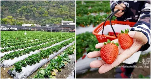 泰安舊站草莓園|賞櫻趴落羽松也能順道體驗採草莓、黃金小番茄|泰安派出所正對面 |台中親子遊行程