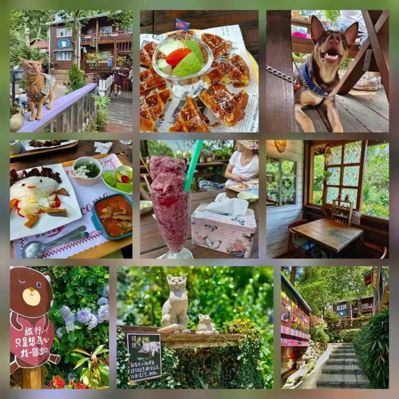 【苗栗.南庄】橄欖樹餐廳+民宿。友善寵物餐廳可落地+花園超美+內有店貓大推超悠閒氛圍