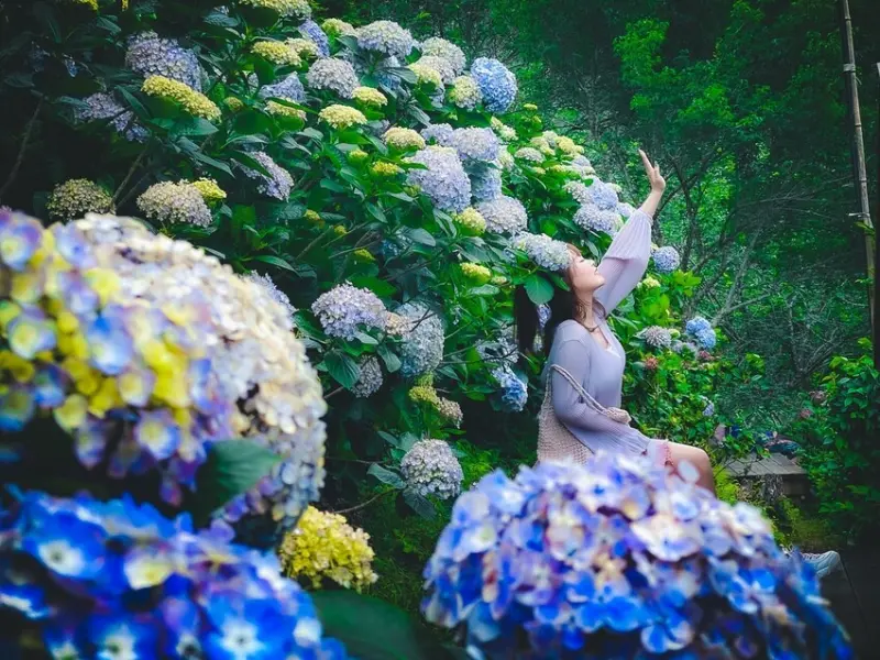 苗栗縣南庄鄉碧絡角花園咖啡｜超大繡球花滿開！超浪漫繡球花山谷