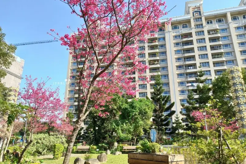 新北／新店陽光運動公園，一起在河津櫻花海下野餐！