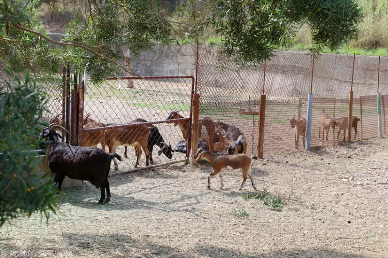 【彰化市】日月山景休閒農場