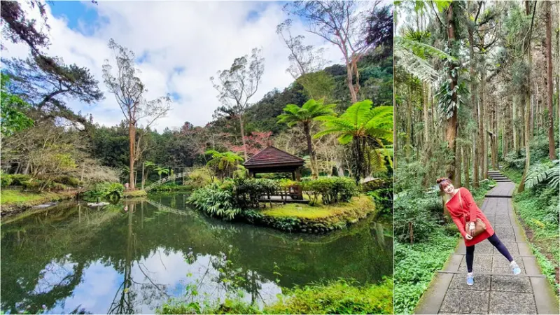 【南投賞花景點】溪頭森林散步半日遊 開啟心森活｜緋寒櫻、梅花、杜鵑花繽紛綻放｜森林療癒期間限定