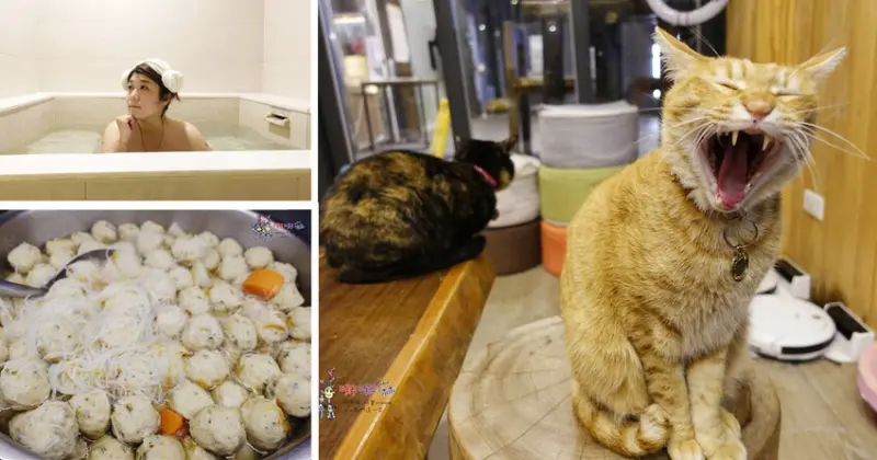 【宜蘭礁溪住宿推薦】美嘉美溫泉大飯店~泡湯還能嚕貓，進去一路飽到退房 | 哪哪麻