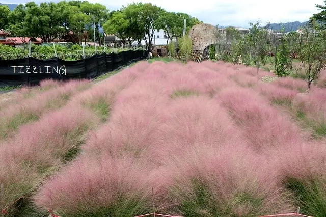 2021南投集集｜粉芒園｜粉紅愛情草｜粉黛亂子草｜滿到爆粉紅花浪，粉粉幸福洋溢氛圍，因有爭議營業到21/08/29止～
