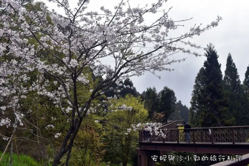 【阿里山櫻花】沼平車站充滿日系風味的阿里山賞櫻勝地  人氣"染井吉野櫻"開滿沼平公園、櫻之道、阿里山派出