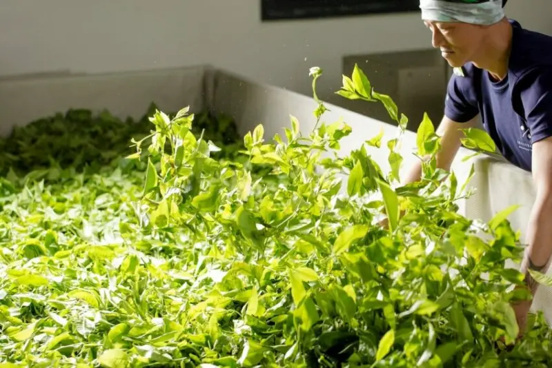 南投農特產品｜好吃的蔬果在這裡！嚴選15種南投農產品，茶葉、梅子、香菇，一次介紹給你