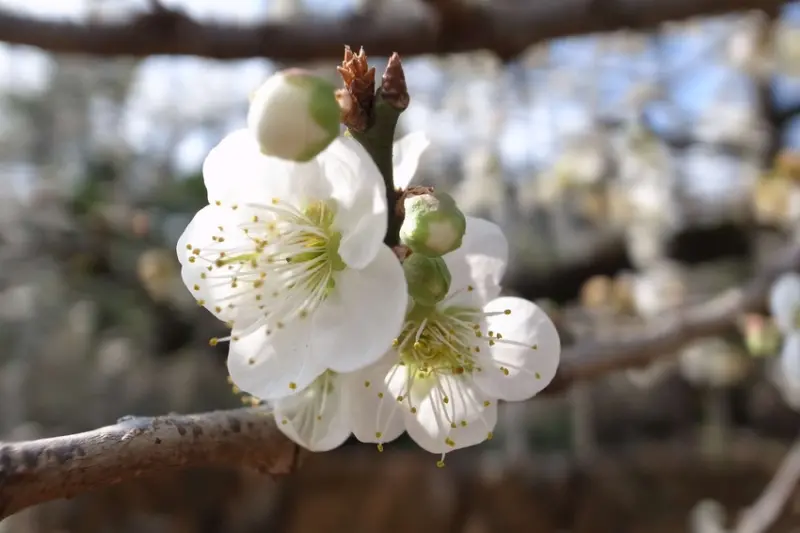 旅行｜南投 風櫃斗賞梅