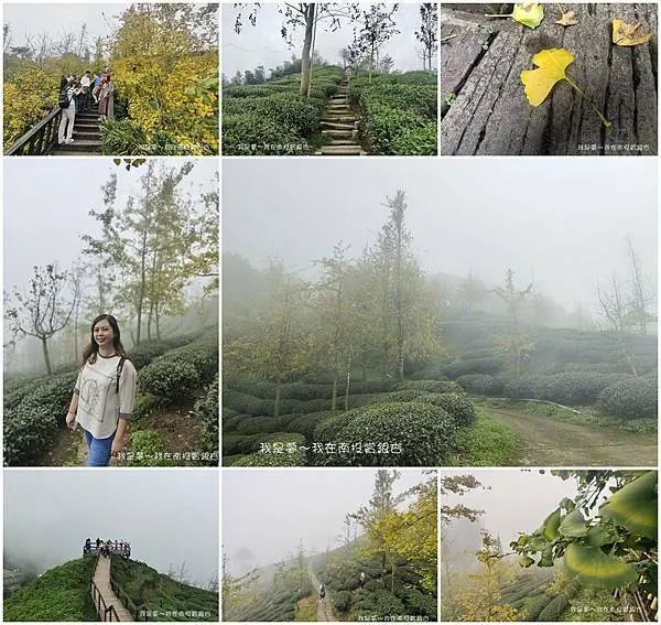 『南投。武岫農圃+大崙山觀景台+銀杏森林』～銀杏樹+茶園風景／雲霧飄渺／季節限定