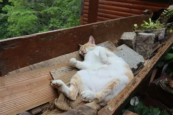 台中新社景點推薦：安妮公主花園 / WalkerLand窩客島整理提供 未經許可，不得轉載