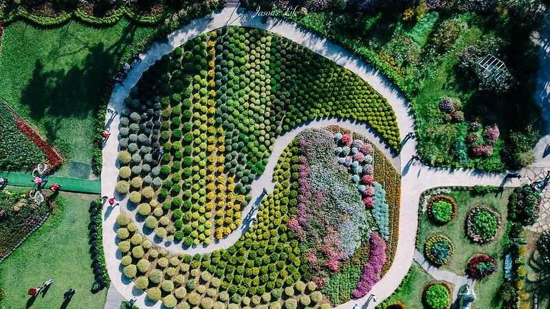 【苗栗卓蘭｜景點】花露休閒農場。展期至3月底，層次彩色波波草好療癒，親子旅遊推薦，小火車、餐點，各種