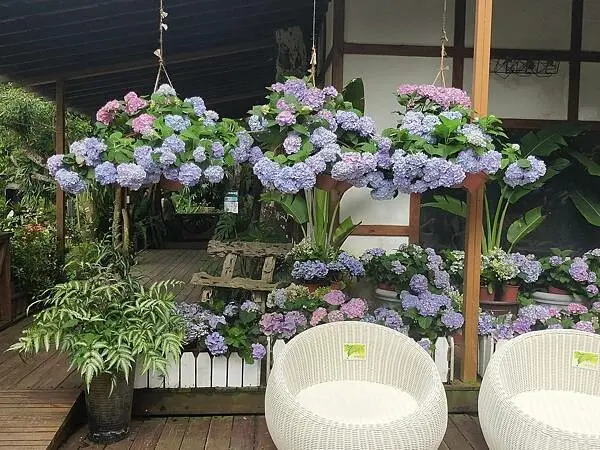 苗栗花露休閒農場雨林部落~超美玻璃屋景觀餐廳~一年四季賞花好去處~4-6月浪漫繡球花季~