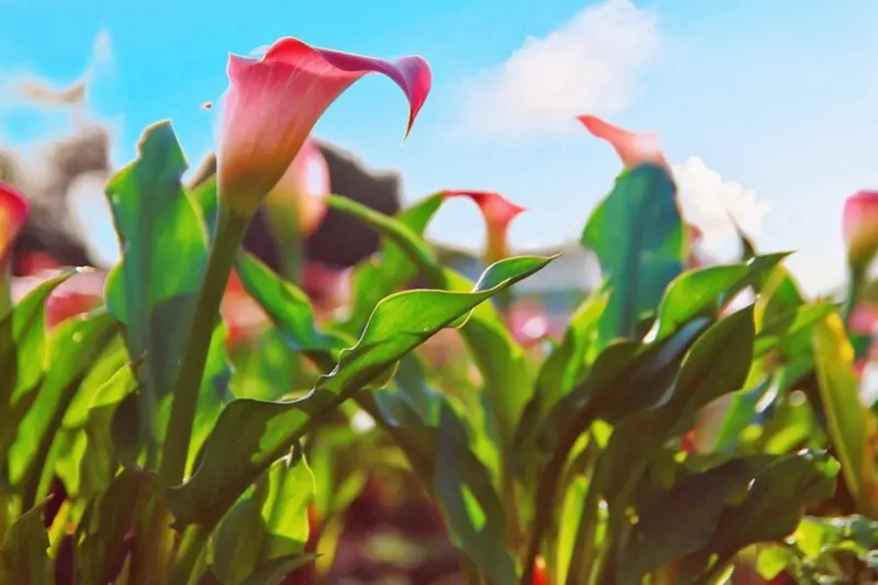 你知道有彩色海芋嗎？桃園彩色海芋夢幻登場！附近還有桃園全新景點等你來玩！