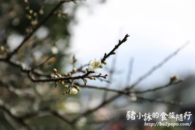 嘉義。梅山》梅山公園梅花開(2022.01.09目前約50%)