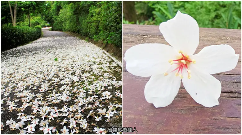 南投縣埔里鎮五月雪來了!精選台中苗栗南投4家賞桐渡假村和露營住宿泡湯大集合