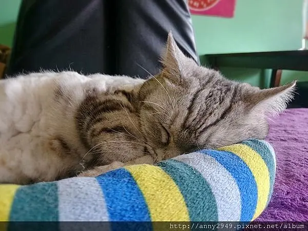 [新竹東區]卡比咖啡。青醬燻雞洋蔥帕尼尼&抹茶歐蕾。來跟喵喵們一起耍廢吧