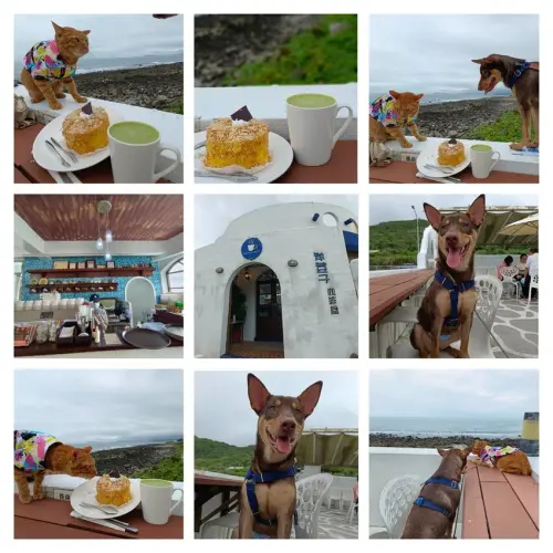 【新北.金山】北海岸希臘海洋風寵物友善咖啡。洋荳子咖啡&蛋糕