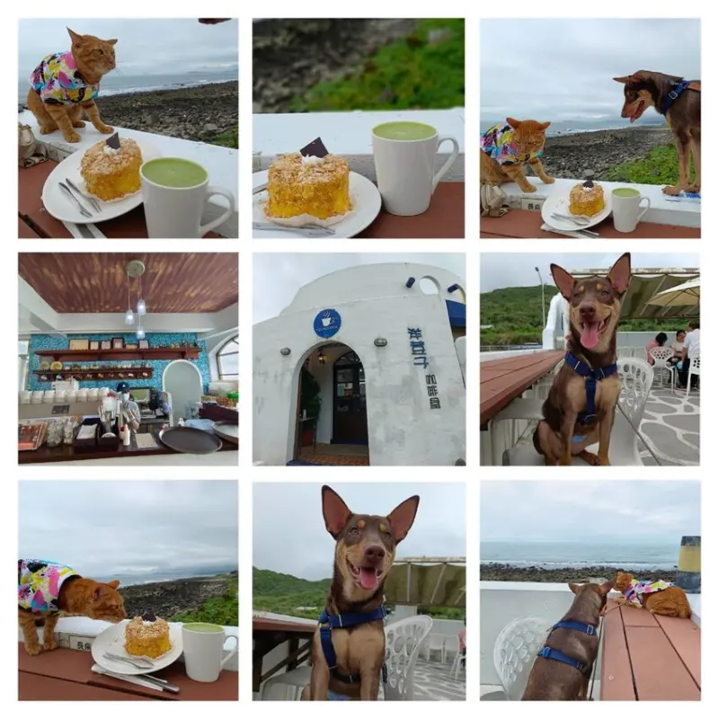 【新北.金山】北海岸希臘海洋風寵物友善咖啡。洋荳子咖啡&蛋糕