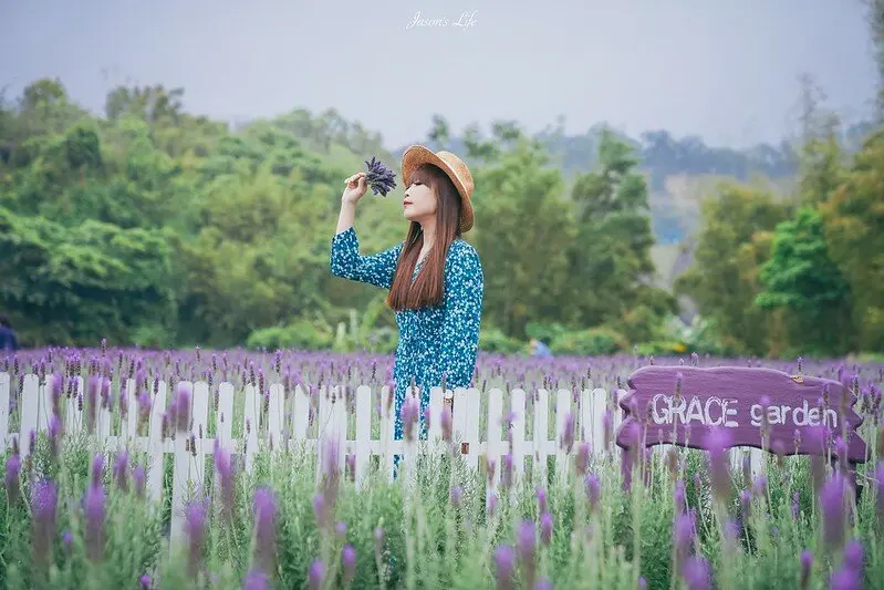 【苗栗頭屋│景點】葛瑞絲香草田。3/20花況，紫色浪漫包圍，3-5月免費入場，薰衣草花田免費參觀，超好拍