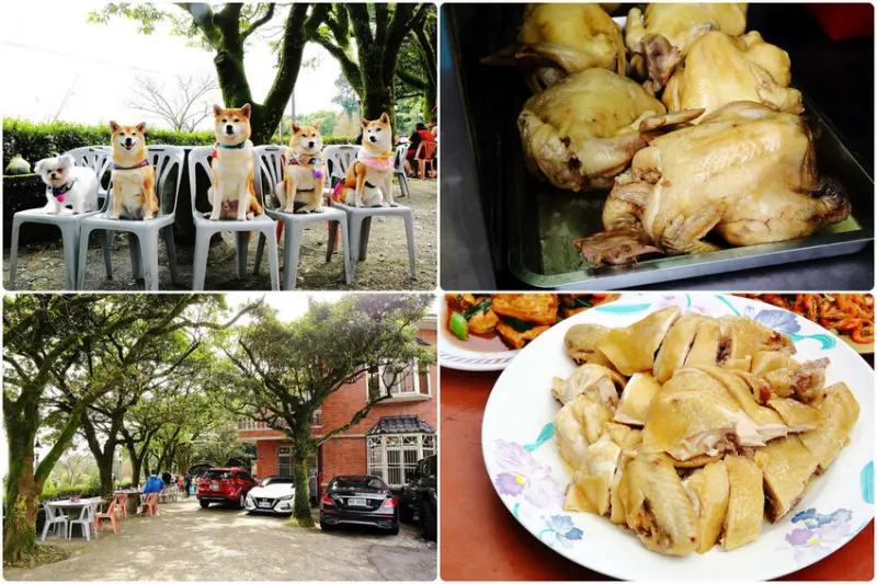 陽明山土雞景觀餐廳推薦，竹子湖杉木林餐廳白斬雞、野菜、寵物友善，內用地瓜湯米粉湯免費吃，吃山產看絕佳山景！