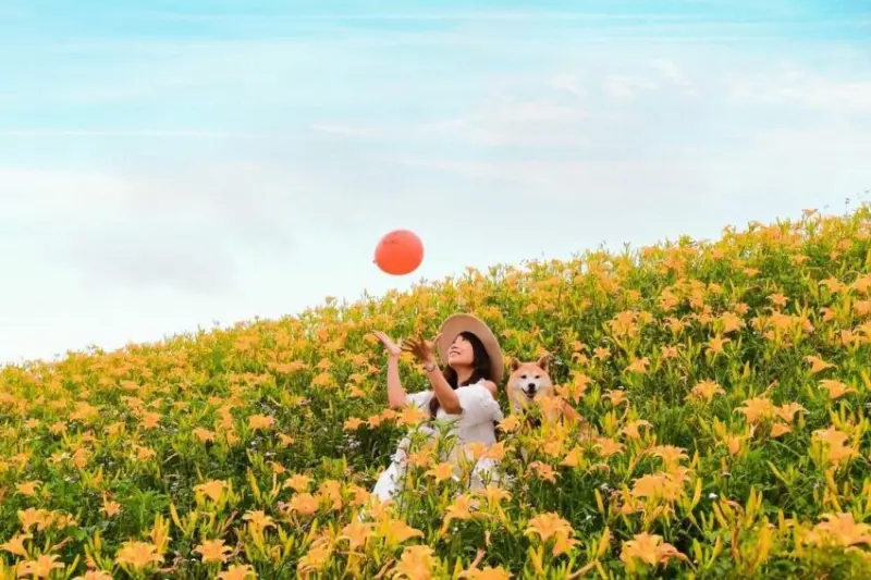 2022金針花季｜精選全台金針花景點TOP10，開花季大分享，沈浸在黃澄澄夢幻金針花海吧！