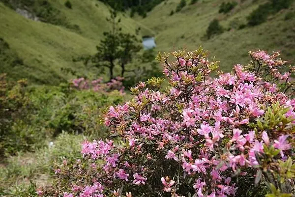2022年合歡山北峰紅毛杜鵑