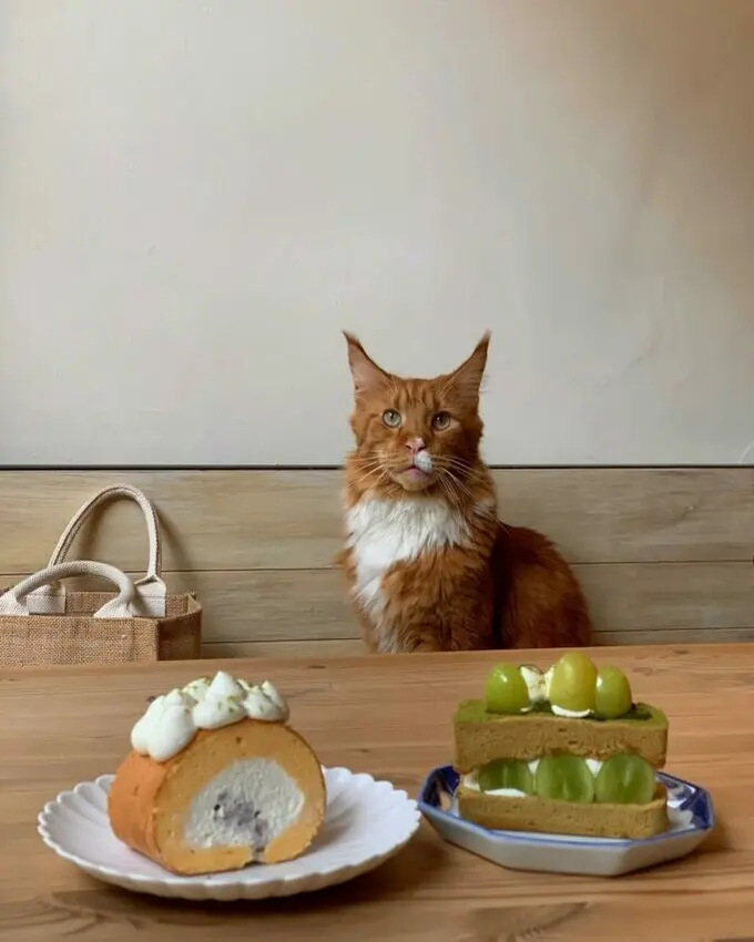 台北甜點》推薦11間台北巷弄甜點店，高評價手工現做，北部最甜之旅