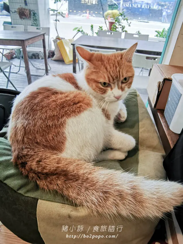 高雄。新興》描Cafe X 屋 Brunch。近新崛江，有貓就是萌