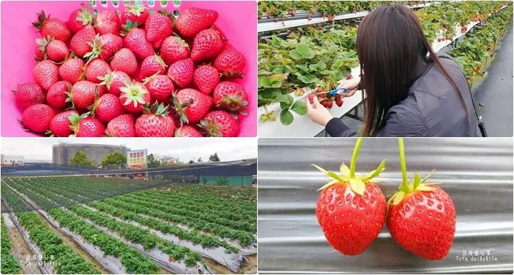 草莓世界｜採草莓不用到大湖，台中也可以哦 🌱豆芽愛玩在台中