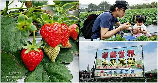 台中採草莓|草莓世界。不必跑大湖採草莓，台中採果教學農場，週休二日親子活動好去處|高架草莓|農遊券