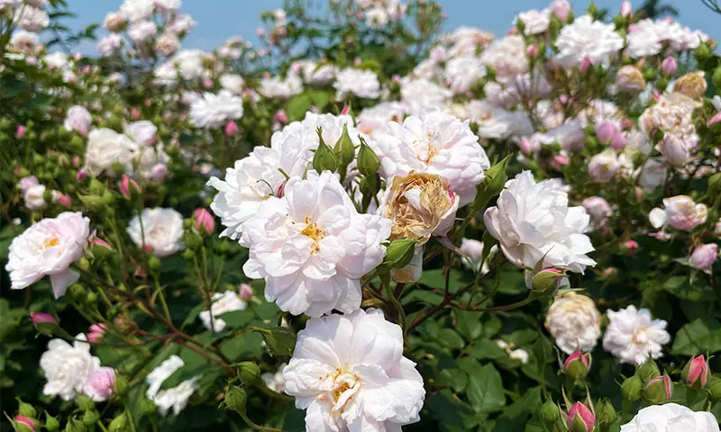 臺北玫瑰園｜免門票！遊覽歐洲風玫瑰庭園