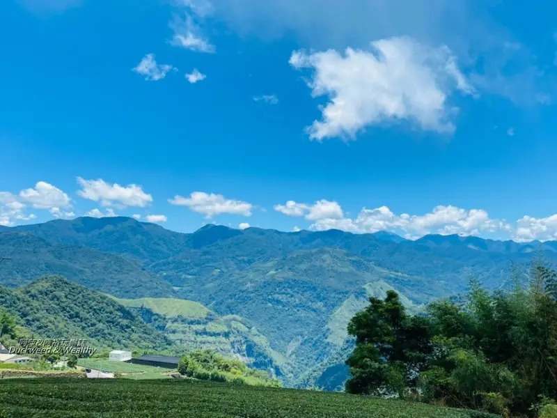 【嘉義。阿里山】隙頂「二延平步道」推薦|觀賞夕陽落日美景|一望無際雲海、高山茶園尤如漫步仙境般絕佳景點