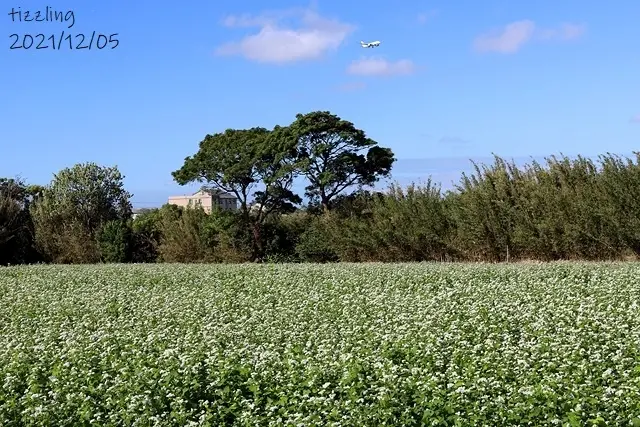 2021桃園大園｜季節限定蕎麥花田，雪白蕎麥花海秘境大公開｜桃園中壢｜阿秀米干｜龍岡忠貞市場美食～