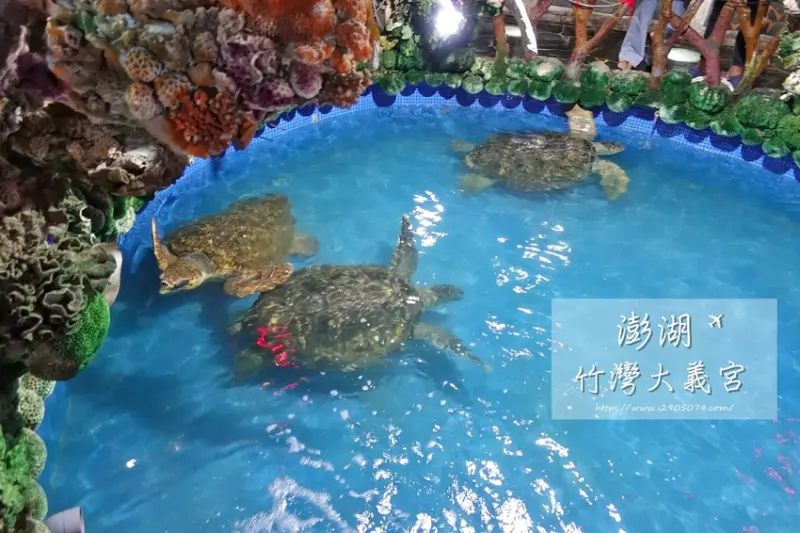 澎湖西嶼鄉-竹灣大義宮✔免門票✔綠蠵龜、赤蠵龜